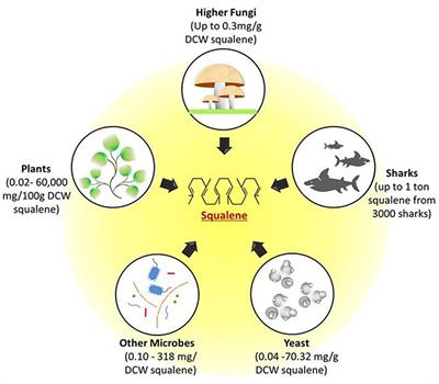 Engineering Strategies in Microorganisms for the Enhanced Production of Squalene: Advances, Challenges and Opportunities